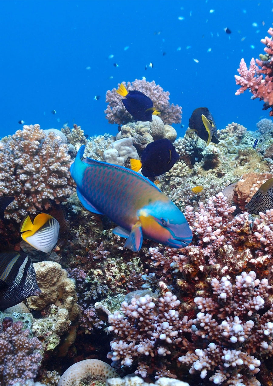 egypt-diving-dmc